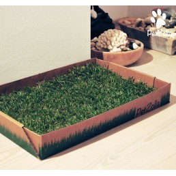 PetZolla True Green Meadow Sod