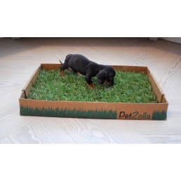 PetZolla True Green Meadow Sod