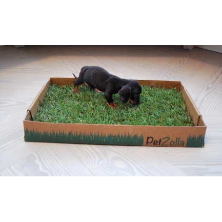 PetZolla True Green Meadow Sod