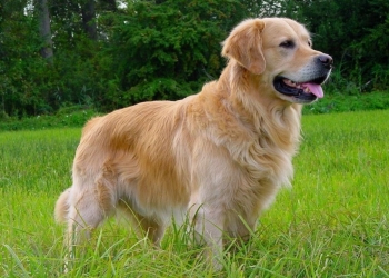 Paco Pet Shop - GOLDEN RETRIEVER AMERICAN E ENGLISH CREAM: STESSA RAZZA MA PICCOLE DIFFERENZE