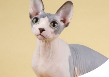 Paco Pet Shop - GATTO CI COVA: SCOPRI TUTTI I SEGRETI DELLO SPHYNX