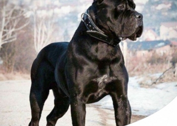 CANE CORSO: CARATTERE, CARATTERISTICHE E STORIA