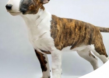 BULL TERRIER: CARATTERE, CARATTERISTICHE E STORIA