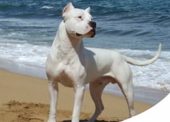 DOGO ARGENTINO: CARATTERE, CARATTERISTICHE E STORIA