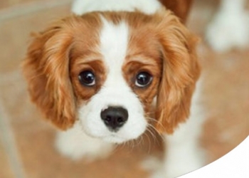 Paco Pet Shop - CAVALIER KING: CARATTERE, CARATTERISTICHE E STORIA