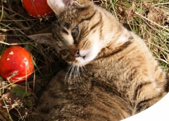 Paco Pet Shop - ALIMENTAZIONE OLISTICA PER CANE E PER GATTO: COS'È E COME FUNZIONA