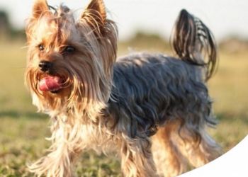 YORKSHIRE TERRIER: CARATTERE, CARATTERISTICHE E STORIA