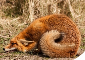 TUTTI I MITI (SFATATI) SUGLI ANIMALI