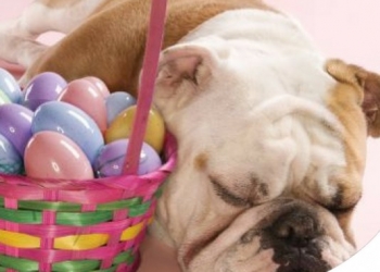 NIENTE CIOCCOLATA PER L'UOVO DI PASQUA DI CANE E GATTO!