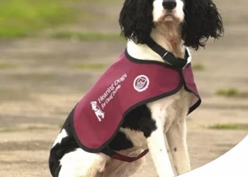 Paco Pet Shop - AIUTARE CHI NON SENTE: I CANI GUIDA PER NON UDENTI, GLI 'HEARING DOGS'