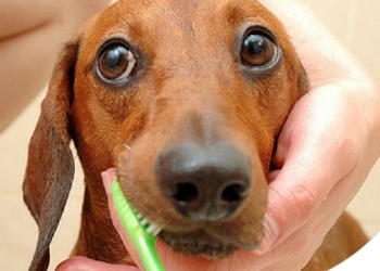 Paco Pet Shop - RIMEDI ALLE MALATTIE DELLA BOCCA DI CANE E GATTO: 10 CONSIGLI UTILI