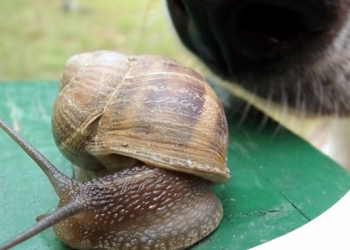 Paco Pet Shop - ANGIOSTRONGYLUS: UN PARASSITA CHE MINACCIA CUORE E POLMONI DI CANE E GATTO