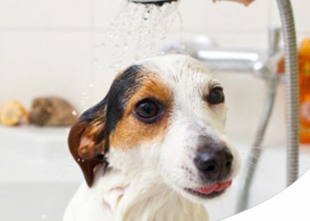 COME FARE IL BAGNO AL CANE IN MANIERA CORRETTA