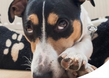 MALTRATTAMENTI SUGLI ANIMALI: SEMPRE PIÙ PERSONE DENUNCIANO VIOLENZE SUI PETS