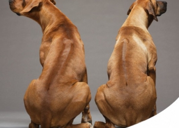 Paco Pet Shop - RHODESIAN RIDGEBACK: CARATTERE, CARATTERISTICHE E STORIA