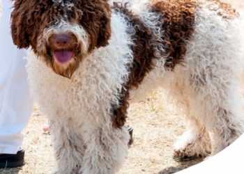 LAGOTTO ROMAGNOLO: CARATTERE, CARATTERISTICHE E STORIA DI QUESTA RAZZA