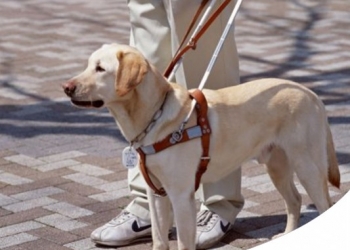 MANUALE DI EDUCAZIONE CIVILE: COSA FARE (E COSA NO) DAVANTI AD UNA CANE GUIDA