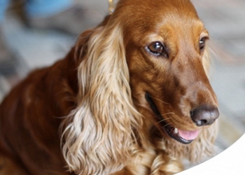 COCKER SPANIEL: CARATTERE, CARATTERISTICHE E STORIA DI QUESTA RAZZA