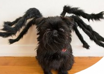 HALLOWEEN DA CANI... LA PARATA DEI TRAVESTIMENTI DOGFRIENDLY