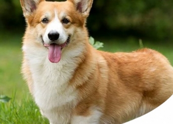 WELSH CORGI (PEMBROKE): TUTTO SULLA RAZZA PREFERITA DALLA REGINA D'INGHILTERRA