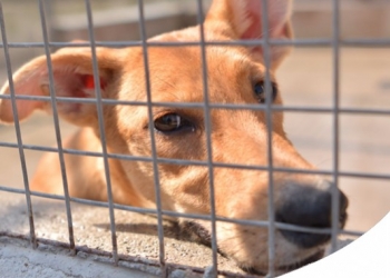 #RIEMPIAMOGLILECIOTOLE L'INIZIATIVA DI PACO PER AIUTARE CANILI E GATTILI