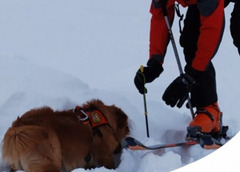 CANI DA VALANGA: L'ADDESTRAMENTO DEI CANI CHE SALVANO VITE SULLA NEVE