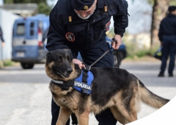 CANI POLIZIOTTO: ADDESTRAMENTO, RAZZE E COME ADOTTARE UN CANE POLIZIOTTO