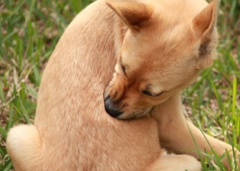 Paco Pet Shop - PULCI, ZECCHE E PARASSITI: COME LIBERARSENE PER LA SALUTE DI CANE E GATTO