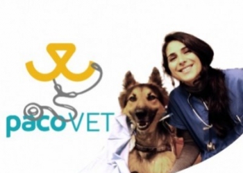 Paco Pet Shop - COLITE NEL CANE E NEL GATTO: CAUSE, SINTOMI E RIMEDI PRATICI