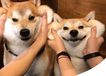 SHIBA INU TUTTO SU QUESTA RAZZA: CARATTERE, CARATTERISTICHE E PREZZO