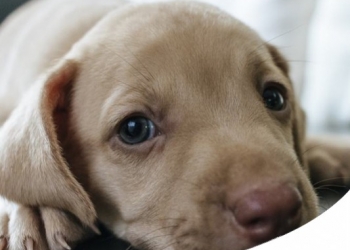 Paco Pet Shop - CUCCIOLO CON ALLERGIA: LE MIGLIORI DIETE SPECIFICHE, SNACK E INTEGRATORI ADATTI