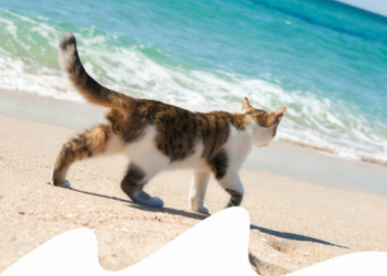 VACANZE CON IL PET: COSA NON DEVE MAI MANCARE AL MARE