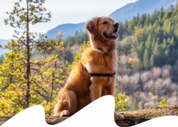 VACANZE CON IL PET: COSA NON DEVE MANCARE IN MONTAGNA