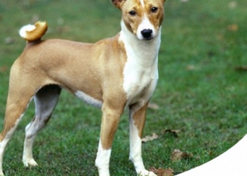 BASENJI: IL CANE 'CHE NON ABBAIA'