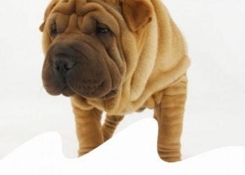 Paco Pet Shop - INTERTRIGINE NEI CANI 'RUGOSI': LA DERMATITE CHE COLPISCE SHARPEI, BULLDOG...