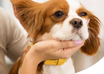 COME PULIRE IL CANE (E LE NOSTRE MANI) DOPO LA PASSEGGIATA