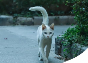 PERCHÉ I GATTI SPARISCONO DI CASA PER GIORNI? 