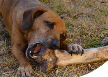 IL CANE RIESCE A SENTIRE I GUSTI?