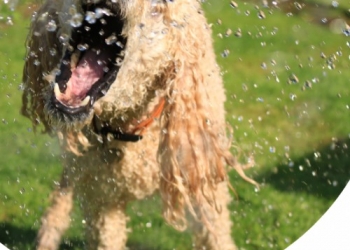 RISPARMIARE L'ACQUA ANCHE PER CANE E GATTO: 3 CONSIGLI PRATICI