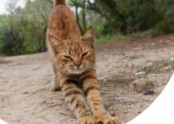 PERCHÉ IL GATTO SI ALLUNGA E SI STIRACCHIA