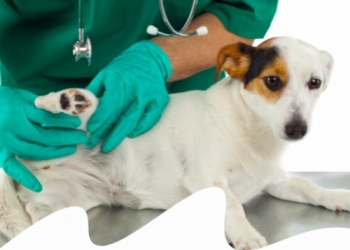 DISPLASIA DELL'ANCA NEL CANE: CAUSE, SINTOMI E RAZZE PREDISPOSTE