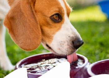 Paco Pet Shop - L'IMPORTANZA DELL'ACQUA NELL'ALIMEN