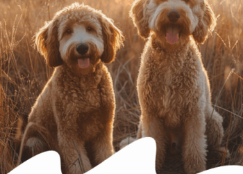 GOLDENDOODLE: L'ADORABILE INCROCIO TRA GOLDEN RETRIEVER E BARBONE