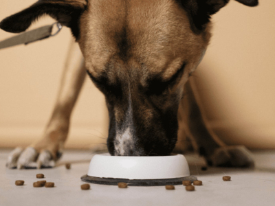 Le migliori crocchette Grain Free per Cani 2025