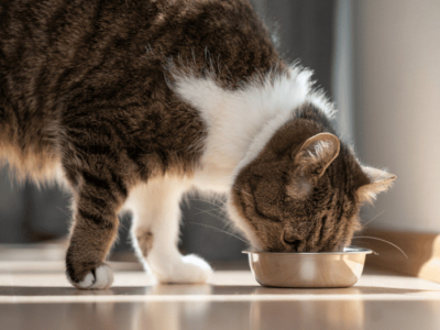 Le migliori crocchette Grain Free per Gatti 2025