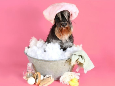 Toelettatura fai da te per cani e gatti: guida completa