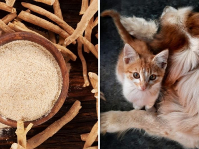 Superfood e adaptogeni per cani e gatti: benefici e dosaggi sicuri