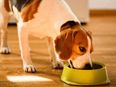 AEquilibriavet Oca è la soluzione alle intolleranze alimentari del tuo cane