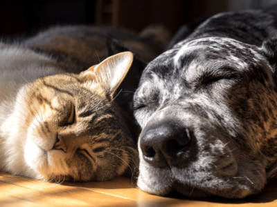 I “nonni di casa”: guida completa a cane e gatto anziani