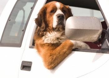 IN AUTO CON CANE E GATTO: I MIGLIORI ACCESSORI